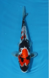 JP 436 - Doitsu showa