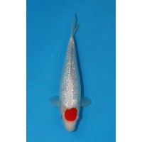 JP 431 - Gin rin tancho