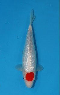 JP 431 - Gin rin tancho