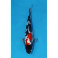 JP 449 - Doitsu showa