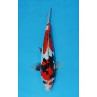 JP 650 - Doitsu showa