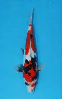 JP 650 - Doitsu showa