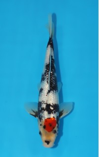 JP 601 - Gin rin tancho showa