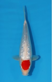 JP 447 - Gin rin tancho