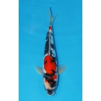 JP 426 - Doitsu showa