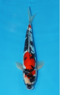 JP 426 - Doitsu showa