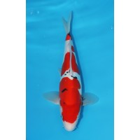 JP 424 - Doitsu sanke