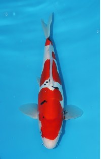 JP 424 - Doitsu sanke