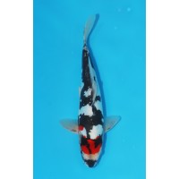 JP 438 - Doitsu maruten showa