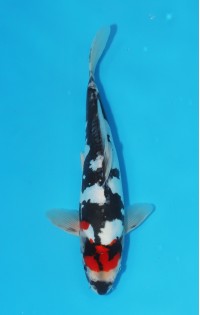 JP 438 - Doitsu maruten showa