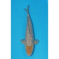 JP 583 - Gin rin soragoi