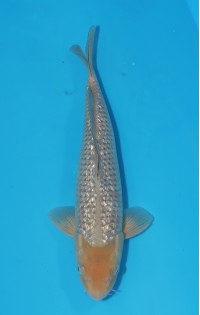 JP 583 - Gin rin soragoi