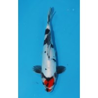 JP 446 - Doitsu maruten showa