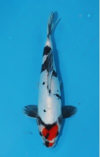 JP 446 - Doitsu maruten showa