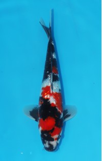 JP 442 - Gin rin showa