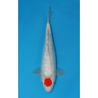 JP 429 - Gin rin tancho