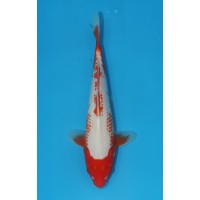 JP 502 - Kanoko asagi