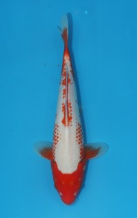 JP 502 - Kanoko asagi