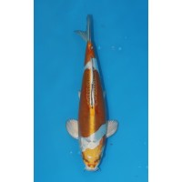 JP 645 - Doitsu metallic ochiba