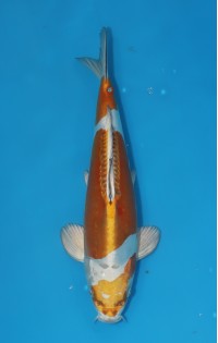 JP 645 - Doitsu metallic ochiba