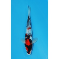 JP 445 - Doitsu showa