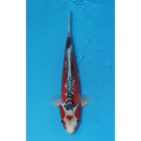 JP 604 - Maruten shusui