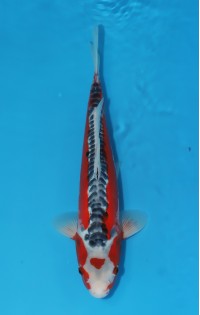 JP 604 - Maruten shusui