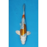 JP 644 - Doitsu metallic ochiba