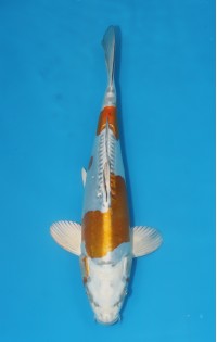 JP 644 - Doitsu metallic ochiba