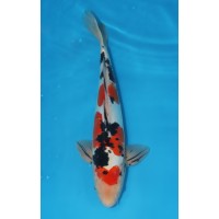 JP 616 - Doitsu sanke