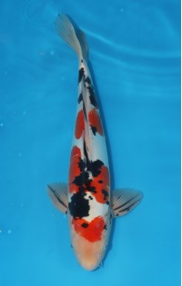 JP 616 - Doitsu sanke