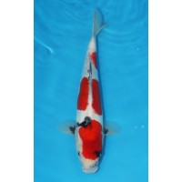 JP 648 - Doitsu showa