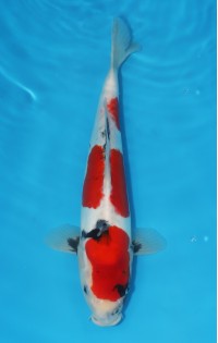 JP 648 - Doitsu showa