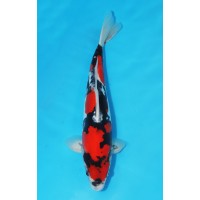 JP 634 - Doitsu showa