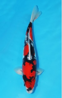 JP 634 - Doitsu showa