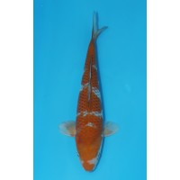 JP 643 - Ochiba shigure