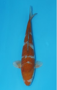 JP 643 - Ochiba shigure