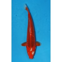 JP 523 - Aka matsuba