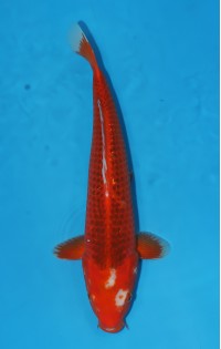 JP 523 - Aka matsuba