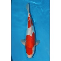 JP 618 - Doitsu kohaku