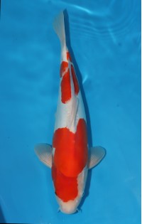 JP 618 - Doitsu kohaku