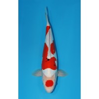 JP 455 - Doitsu maruten sanke