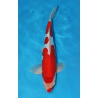 JP 617 - Doitsu kohaku