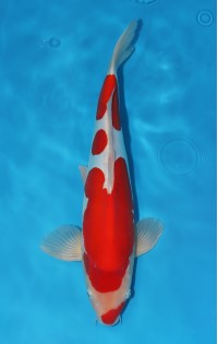 JP 617 - Doitsu kohaku