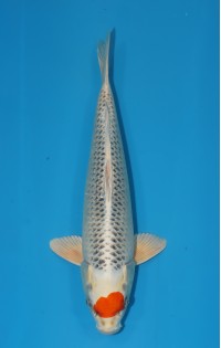 JP 582 - Tancho kujaku