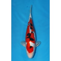 JP 619 - Doitsu sanke