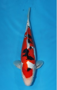 JP 619 - Doitsu sanke