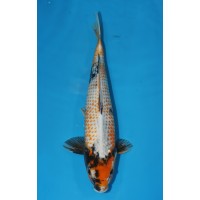 JP 519 - Kanoko kage showa