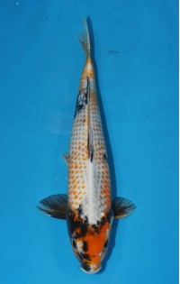 JP 519 - Kanoko kage showa