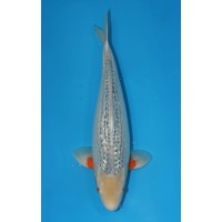 JP 520 - Gin rin asagi